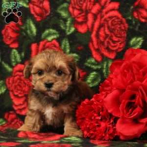 Hellena, Morkie-Poo Puppy